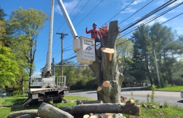 All American Tree & Turf LLC