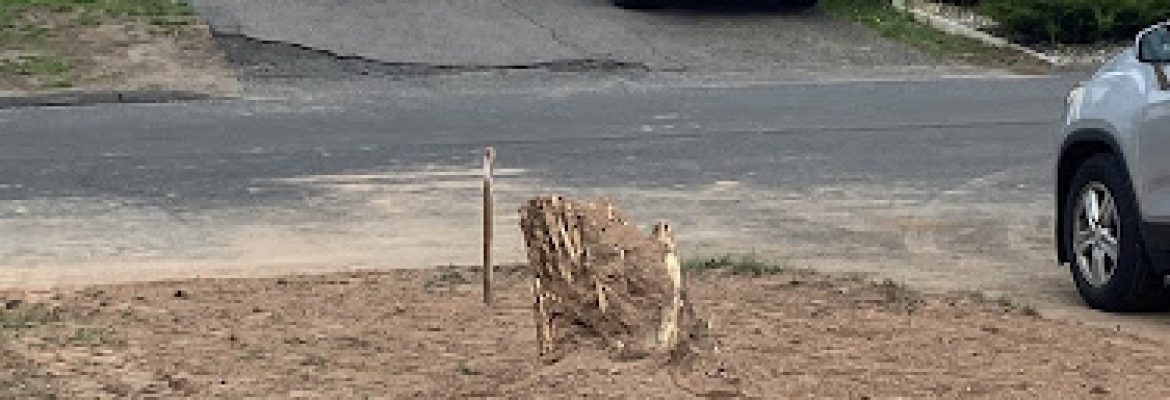 Stump Recycler