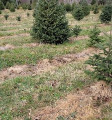 Yetter Road Christmas Tree Farm