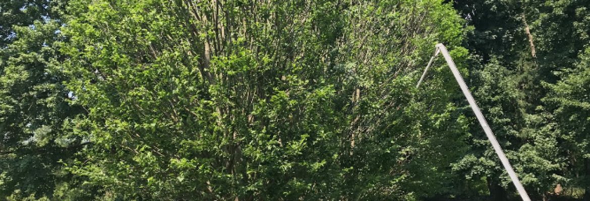 Paul Landscaping Services LLC