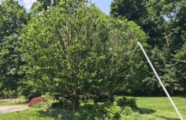 Paul Landscaping Services LLC