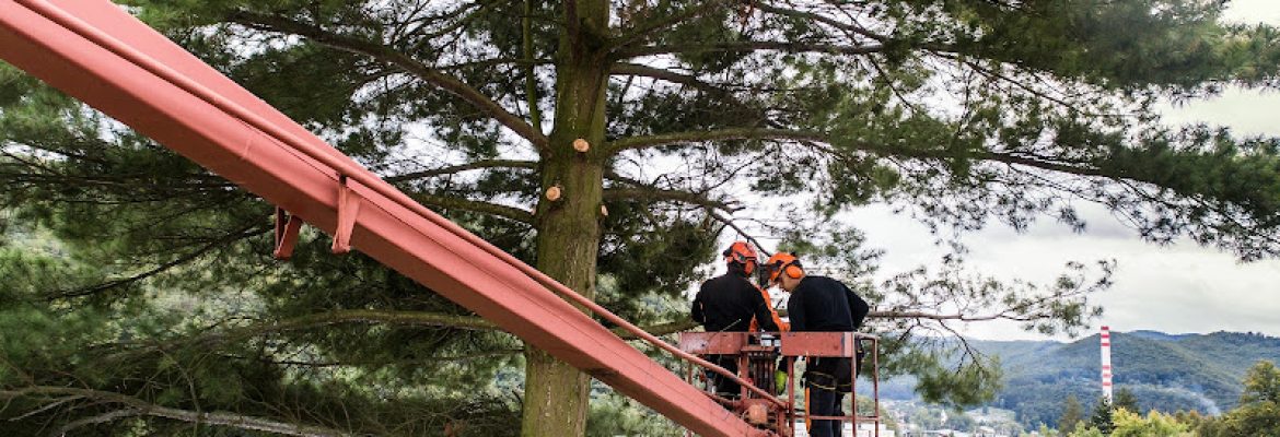 Greenwich Tree Removal