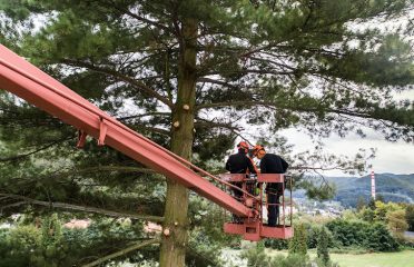 Greenwich Tree Removal