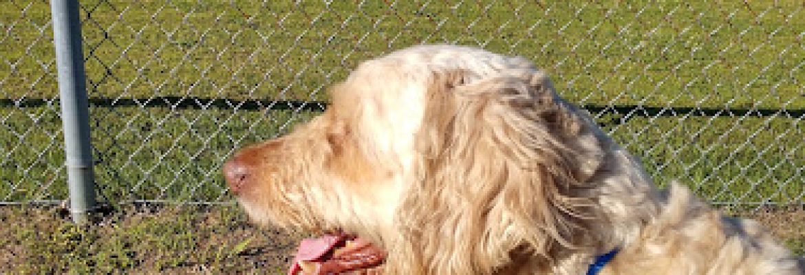 Connecticut Humane Society