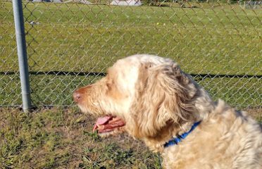 Connecticut Humane Society