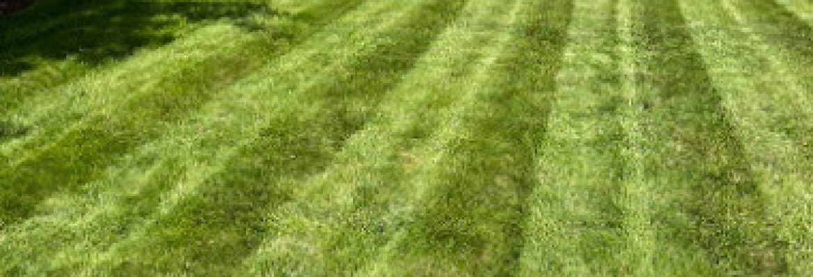 Distinguished Lawns