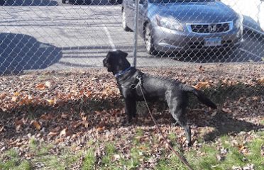 The Animal Haven, Inc.