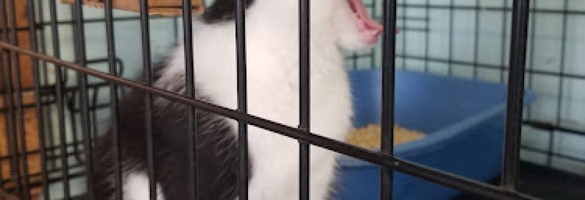 Paws Cat Shelter