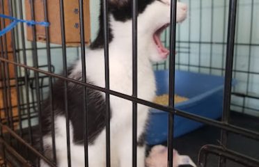 Paws Cat Shelter