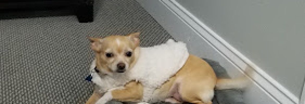 West Haven Animal Shelter