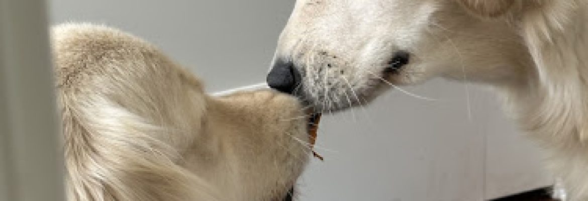 Always Golden Pups
