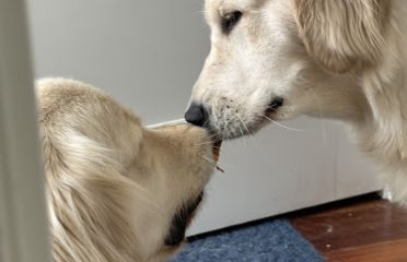 Always Golden Pups