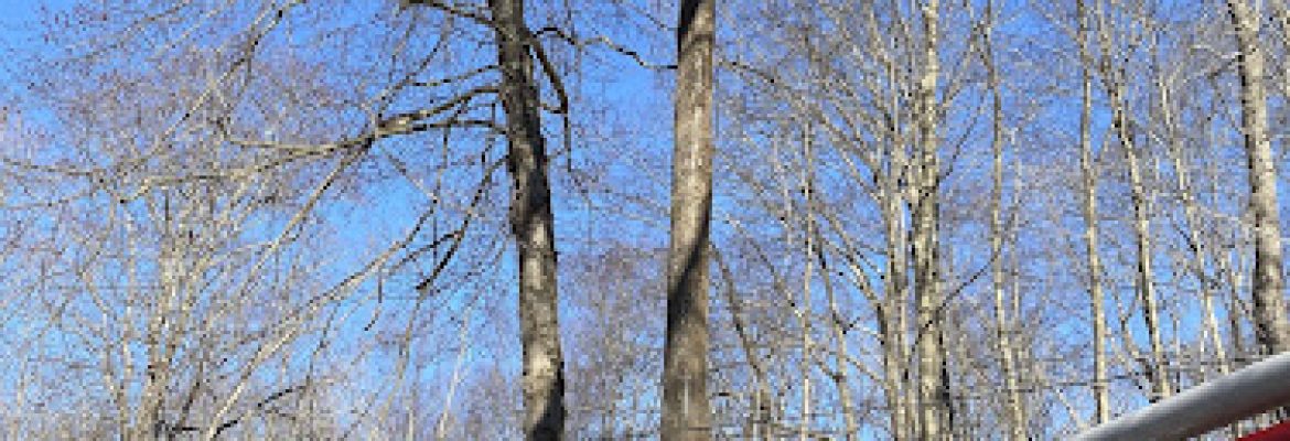 G Z Tree care
