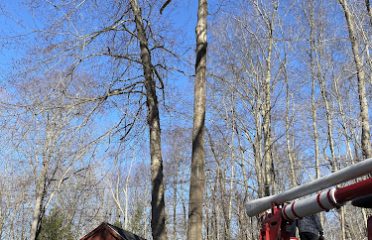 G Z Tree care