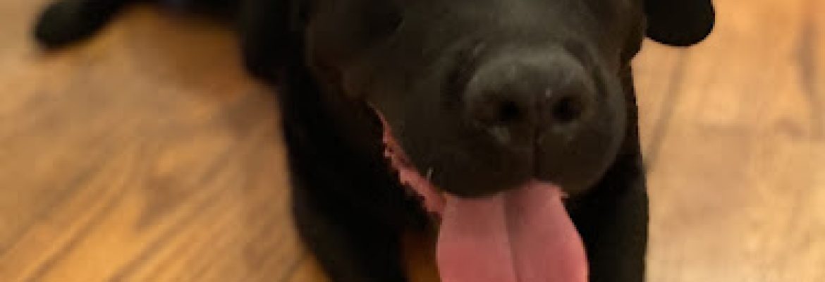 Easton Animal Control
