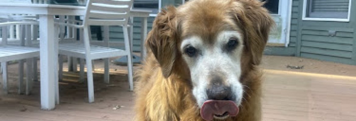 While U R Out, LLC Home & Pet Care