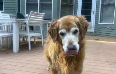 While U R Out, LLC Home & Pet Care