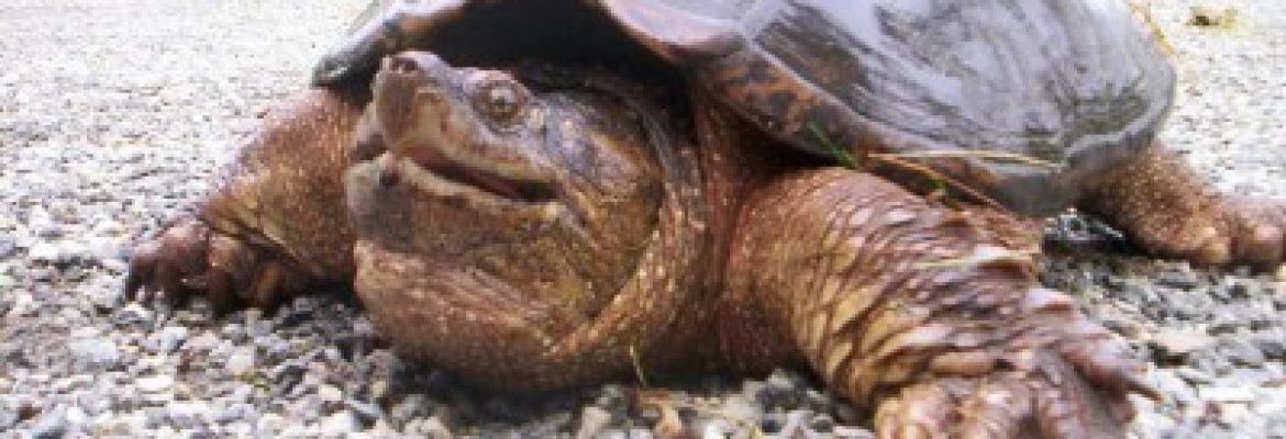 Animal Evictions LLC