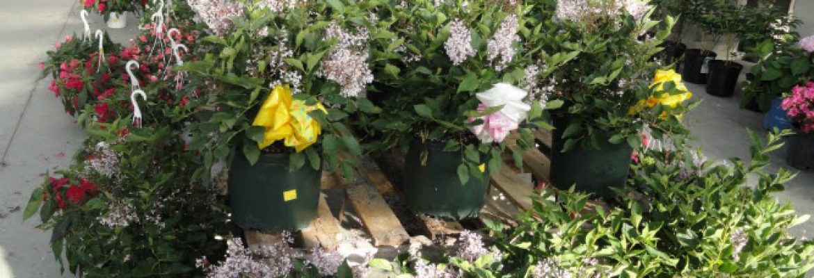 Treeland Garden Center & Nursery