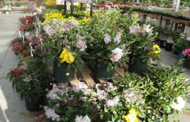 Treeland Garden Center & Nursery