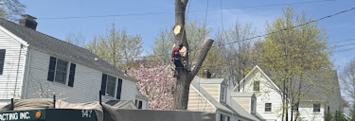 Rangel Landscaping & Contracting Inc.