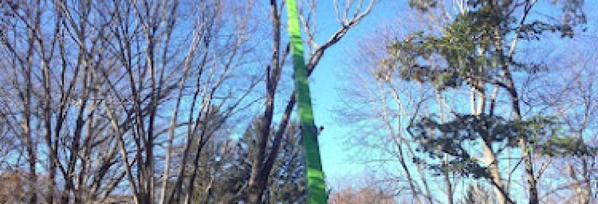 Wood Land Tree & Landscape llc