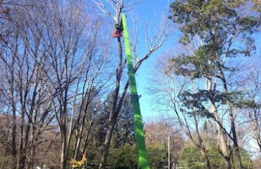 Wood Land Tree & Landscape llc