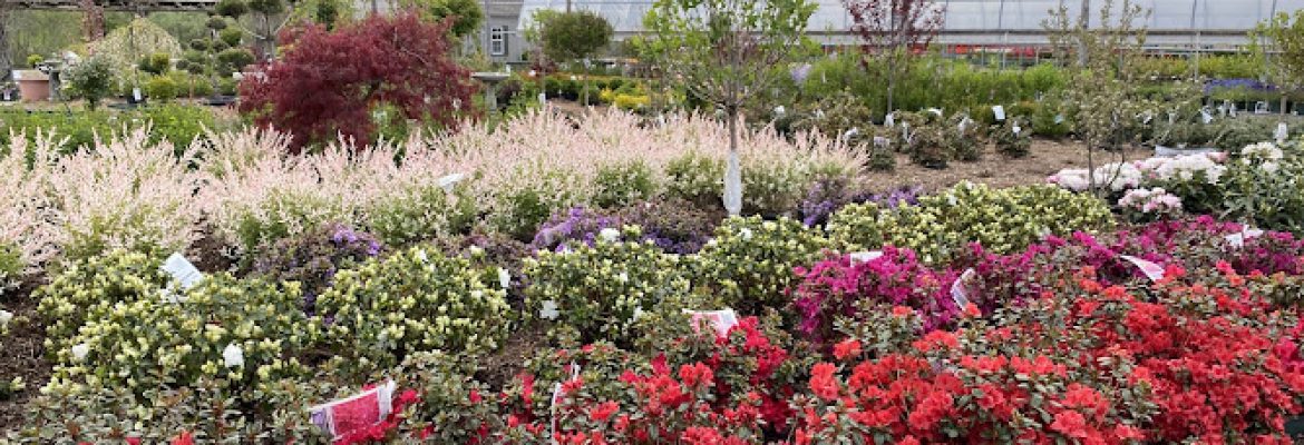 Cosmo’s Landscaping and Nursery