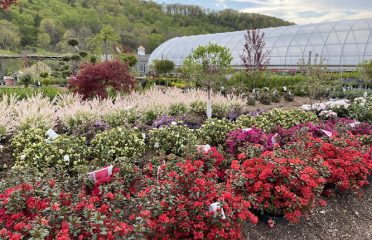 Cosmo’s Landscaping and Nursery