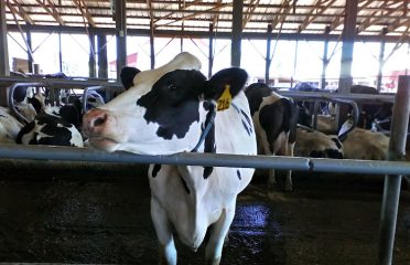 Hytone Farms