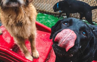 Camp Bow Wow Stamford