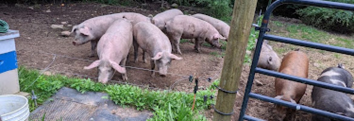 East Willow Farm