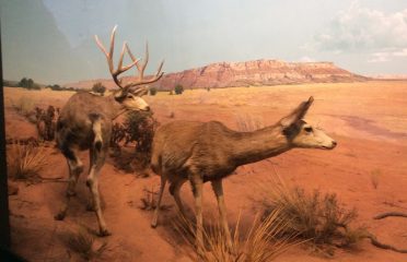 Museum Store