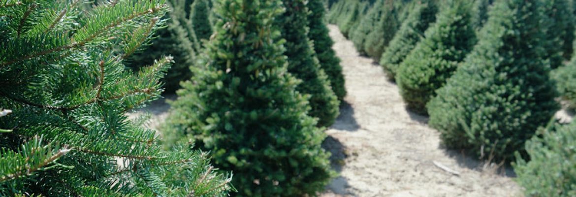 Fitch Family Farm/ Scotts Christmas Trees