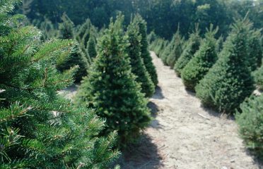 Fitch Family Farm/ Scotts Christmas Trees