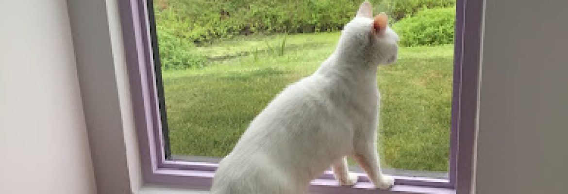 Happy Cat Hotel & Spa East Granby