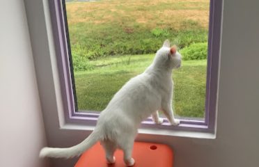Happy Cat Hotel & Spa East Granby