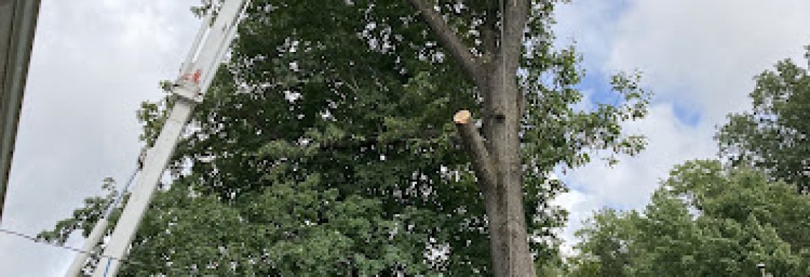 Merrigan Tree LLC