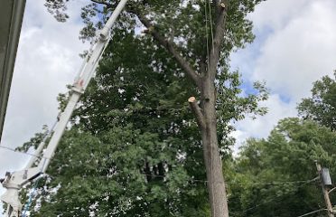 Merrigan Tree LLC