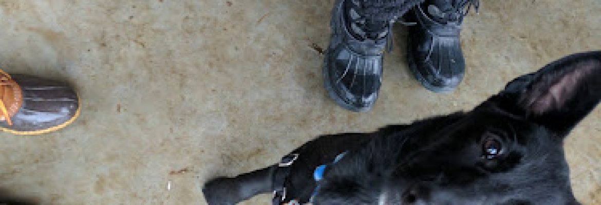 Ridgefield Operation for Animal Rescue