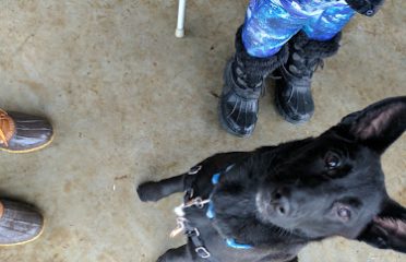 Ridgefield Operation for Animal Rescue