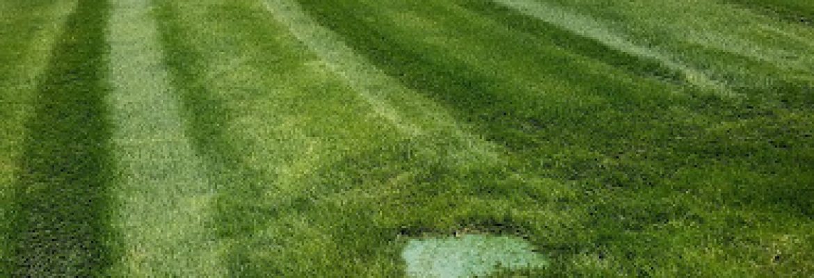 Beebe Landscape Services Inc