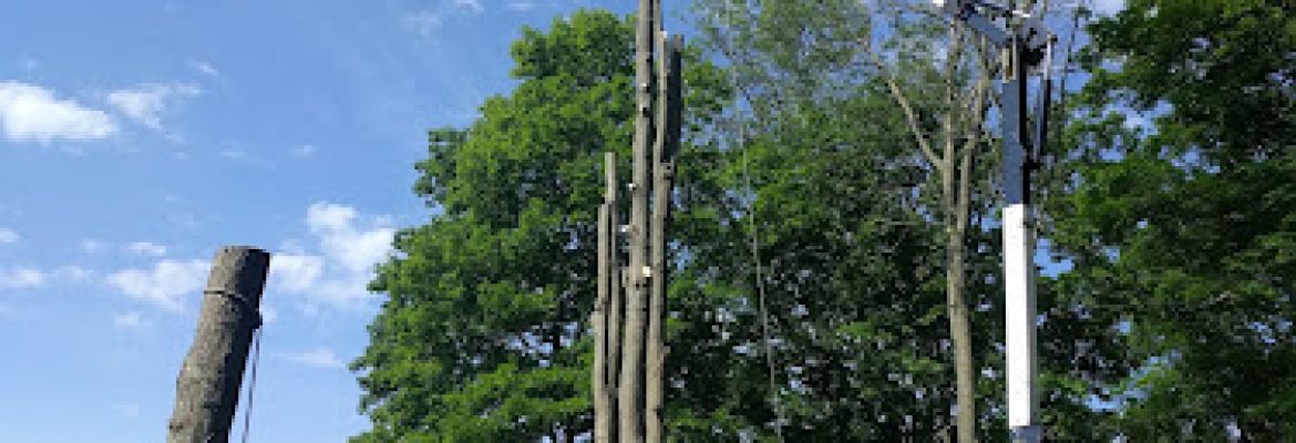 Cut-Rite Tree Removal LLC