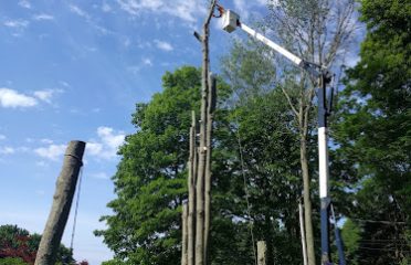 Cut-Rite Tree Removal LLC