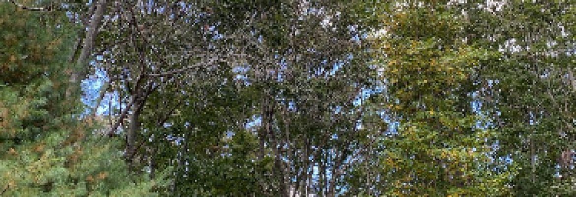 Jsp Tree Service
