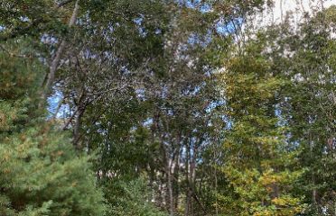 Jsp Tree Service
