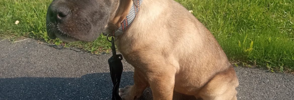 DM family Cane corso