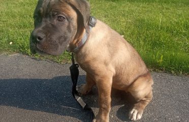 DM family Cane corso