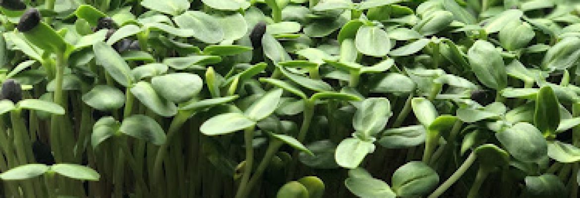 Casi Paraiso Organics