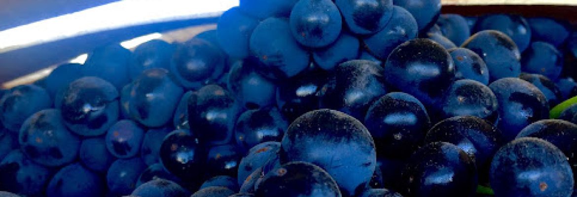 Northeast Winemaking